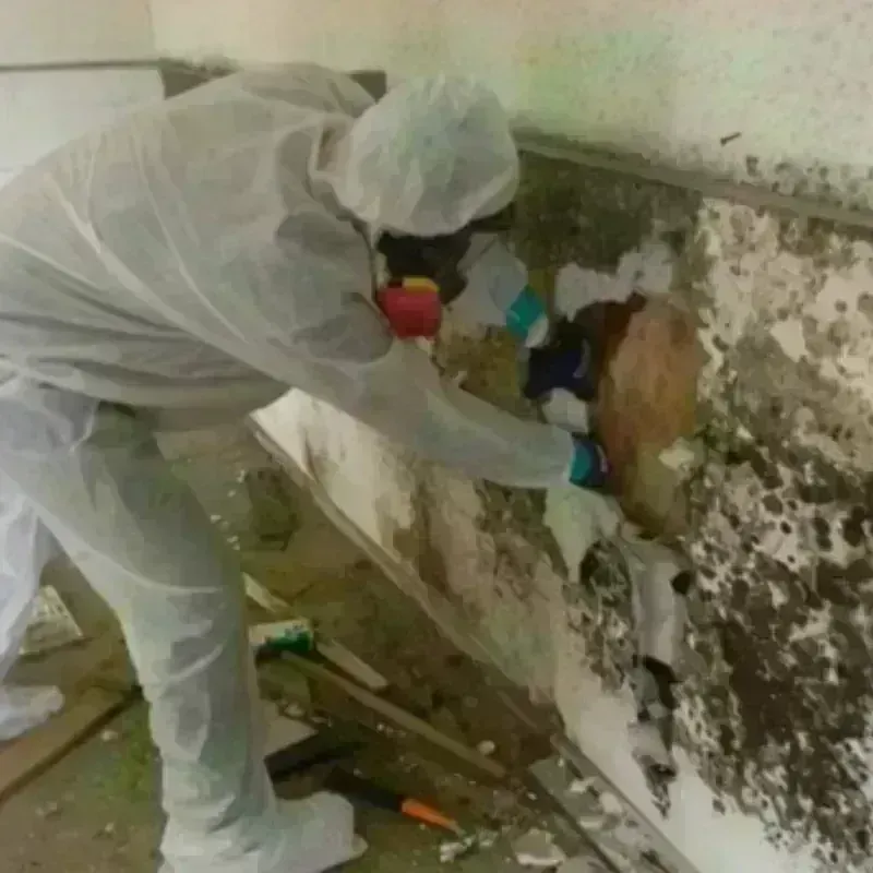 Mold Remediation and Removal in Eastmont, WA